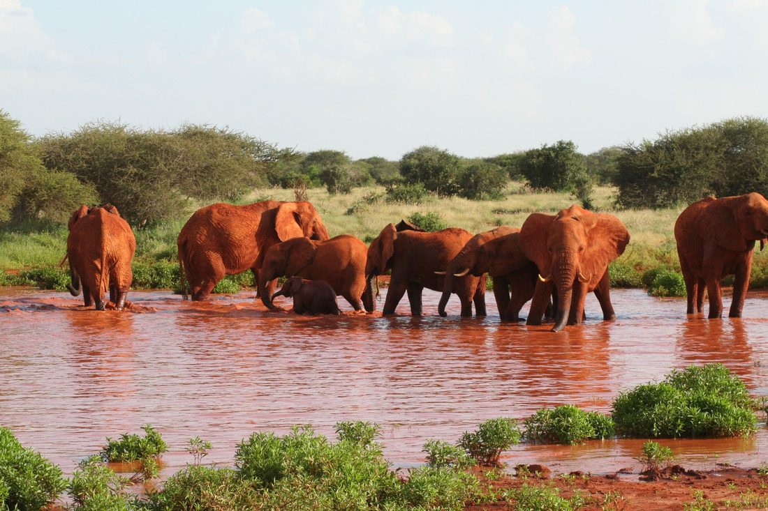 Mzima Springs