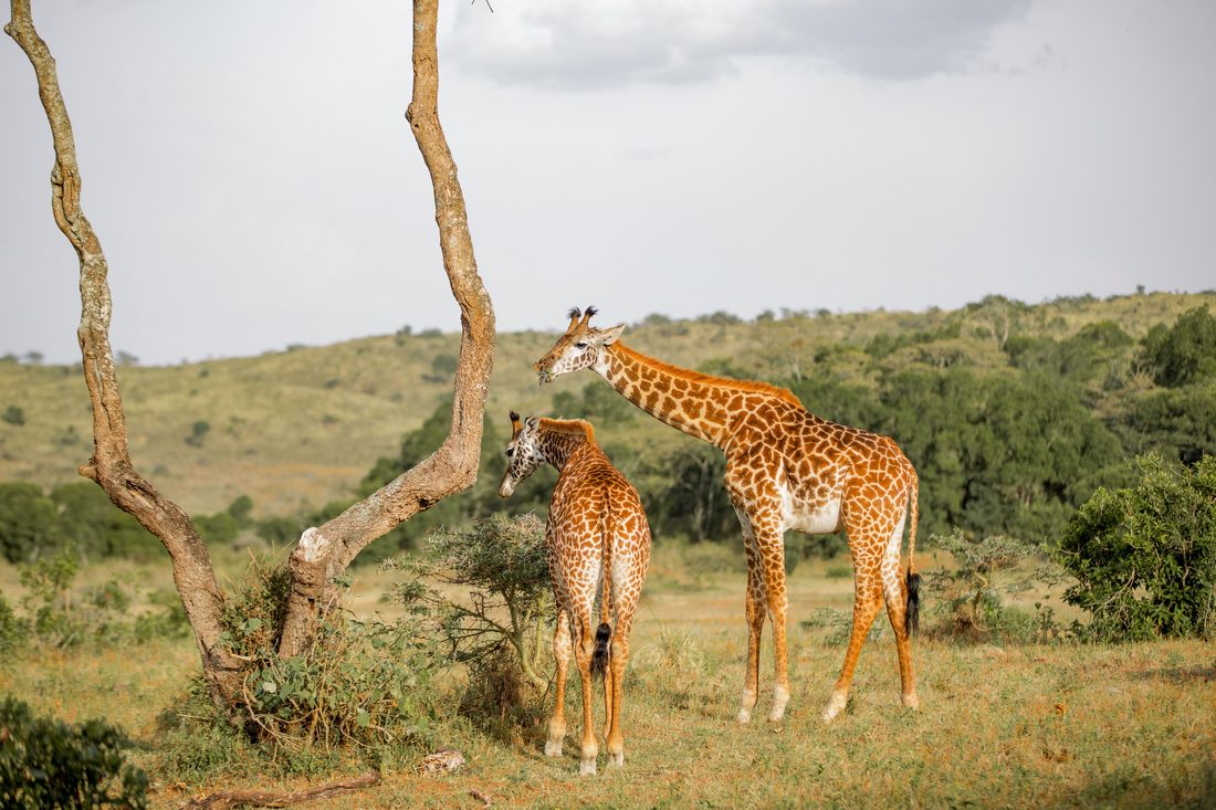 Arusha National Park Walking Safari