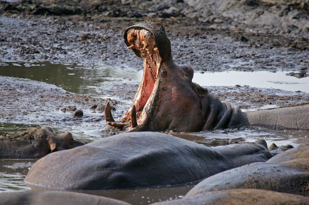 Katavi Hippo Pools