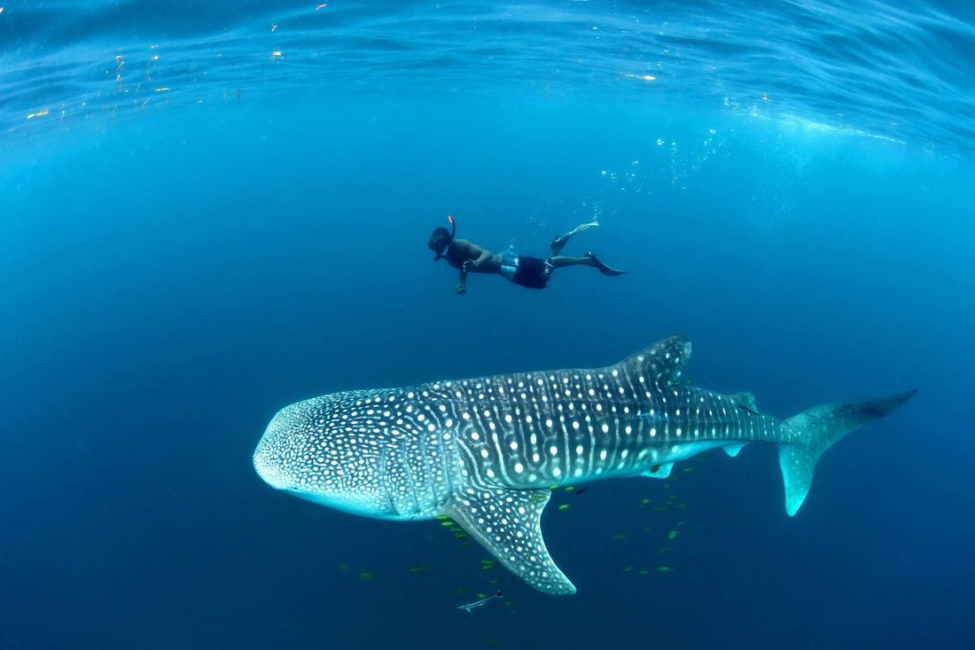 Mafia Whale Shark Swim