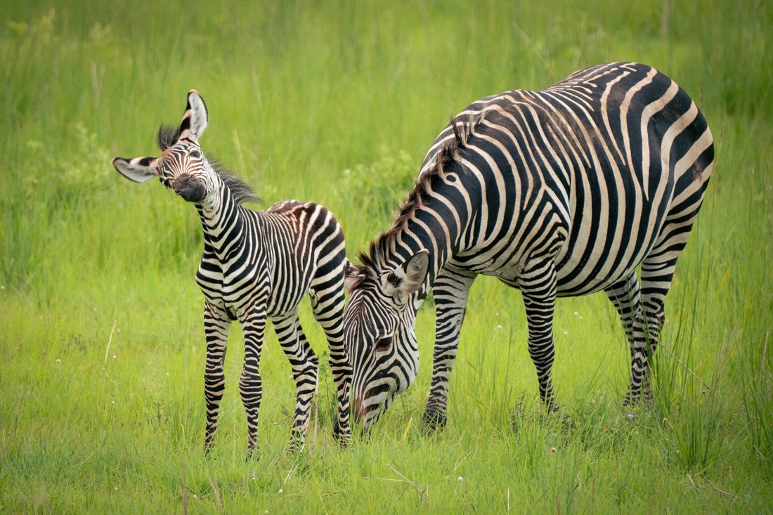 Mikumi Floodplain Game Drive