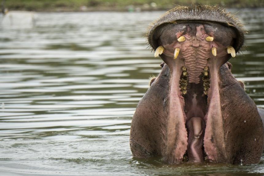 Lake Naivasha Boat Safari