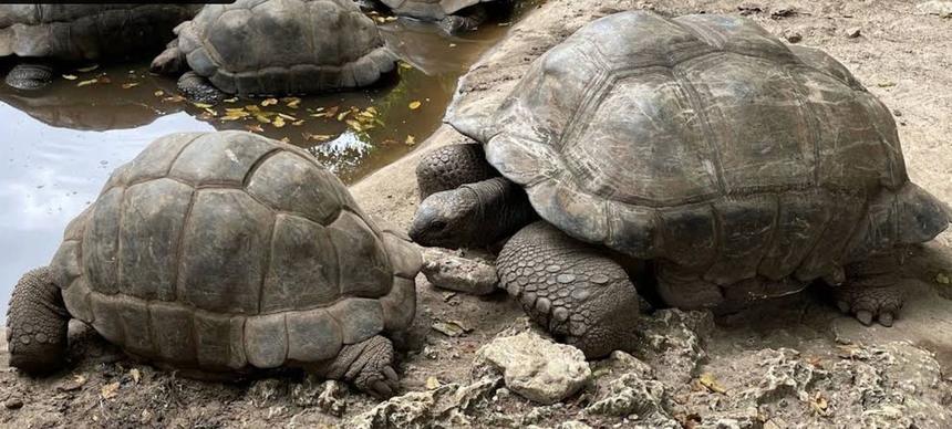 Prison Island Giant Tortoises