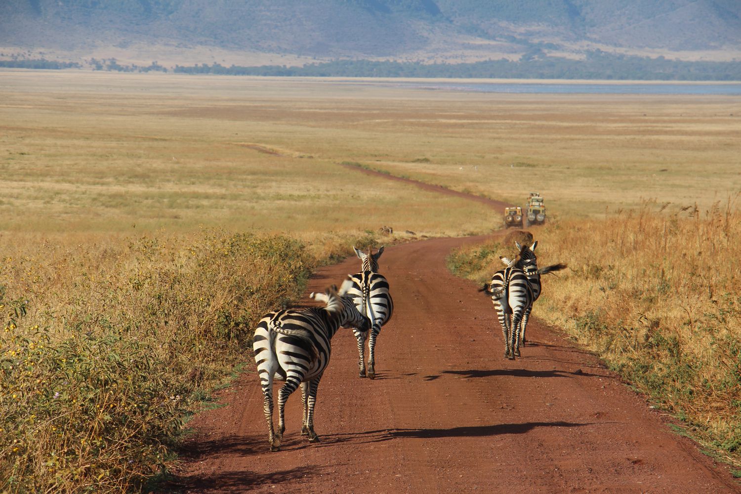 A moment from an Endelea safari