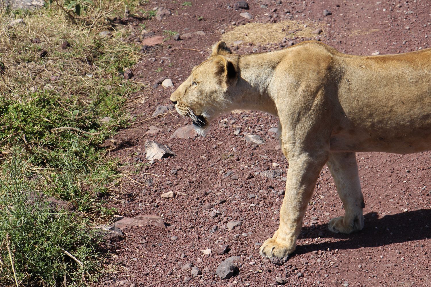 A moment from an Endelea safari