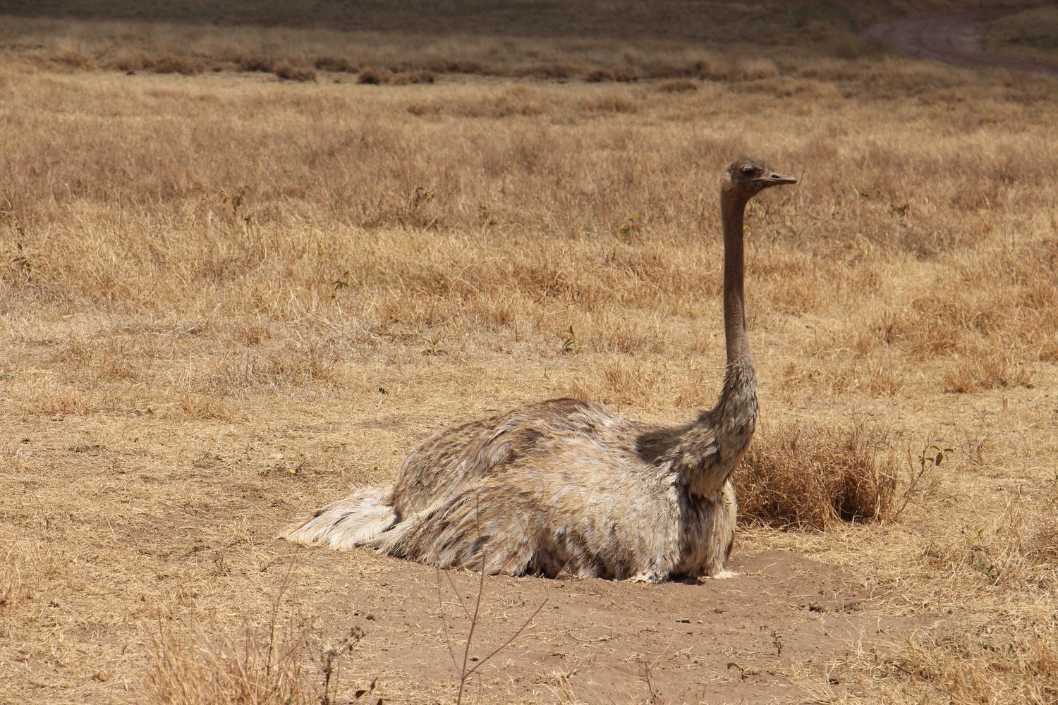 A moment from an Endelea safari