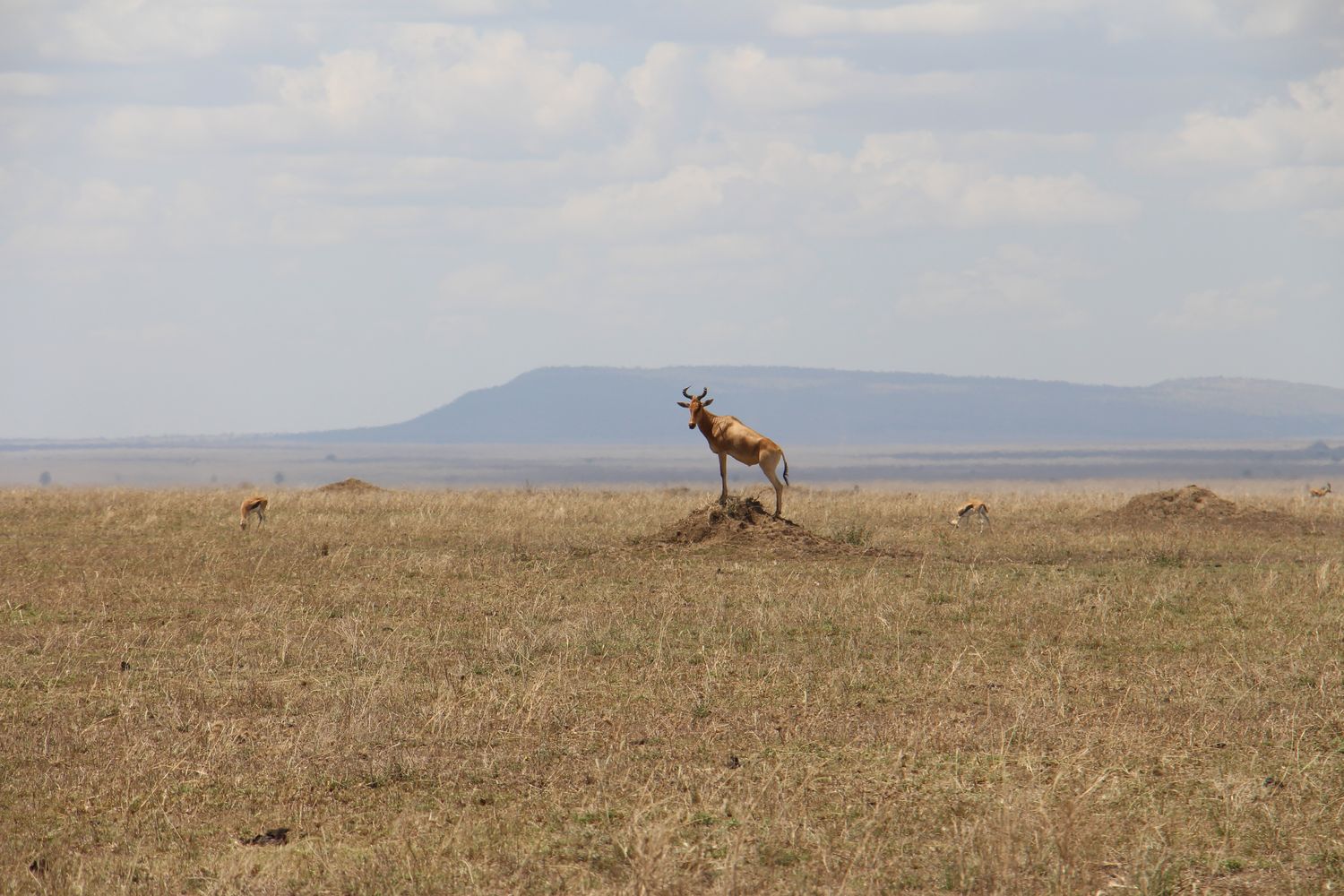 A moment from an Endelea safari