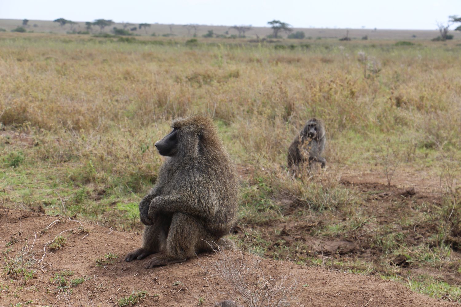 A moment from an Endelea safari