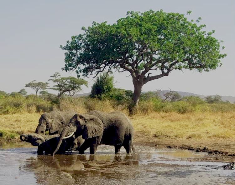 A moment from an Endelea safari