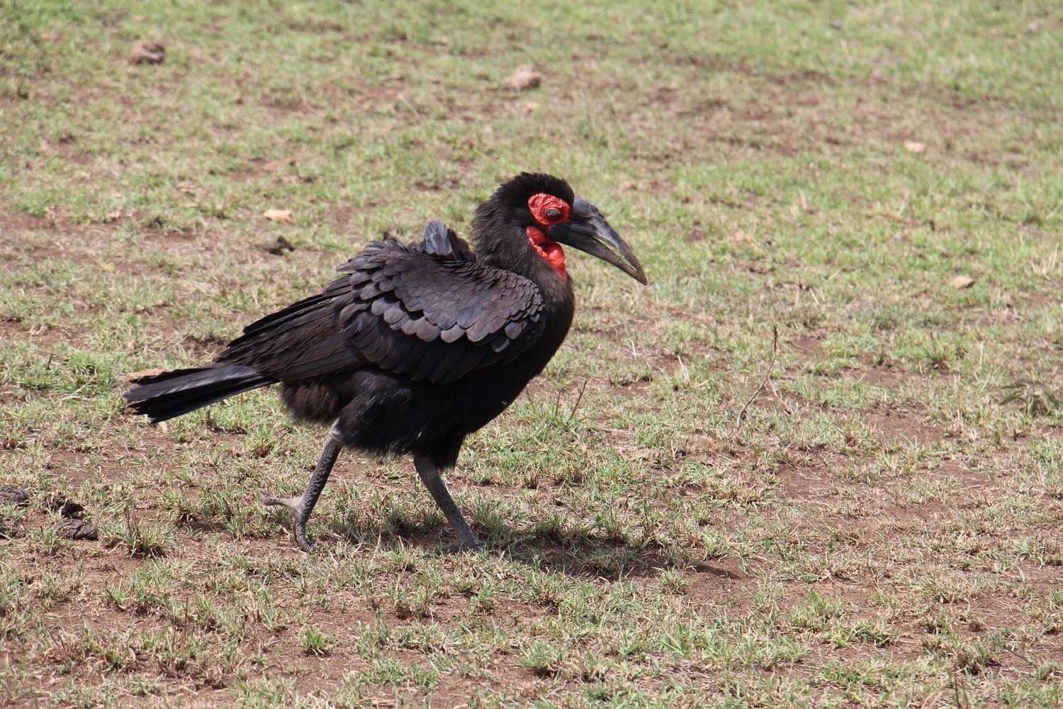 A moment from an Endelea safari