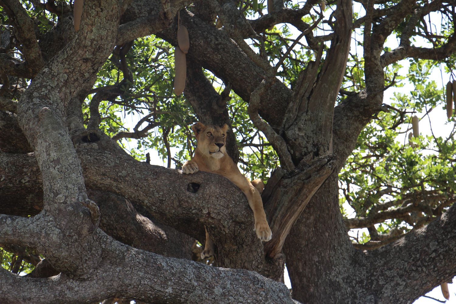 A moment from an Endelea safari