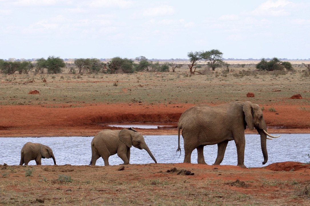 Classic Kenya Safari