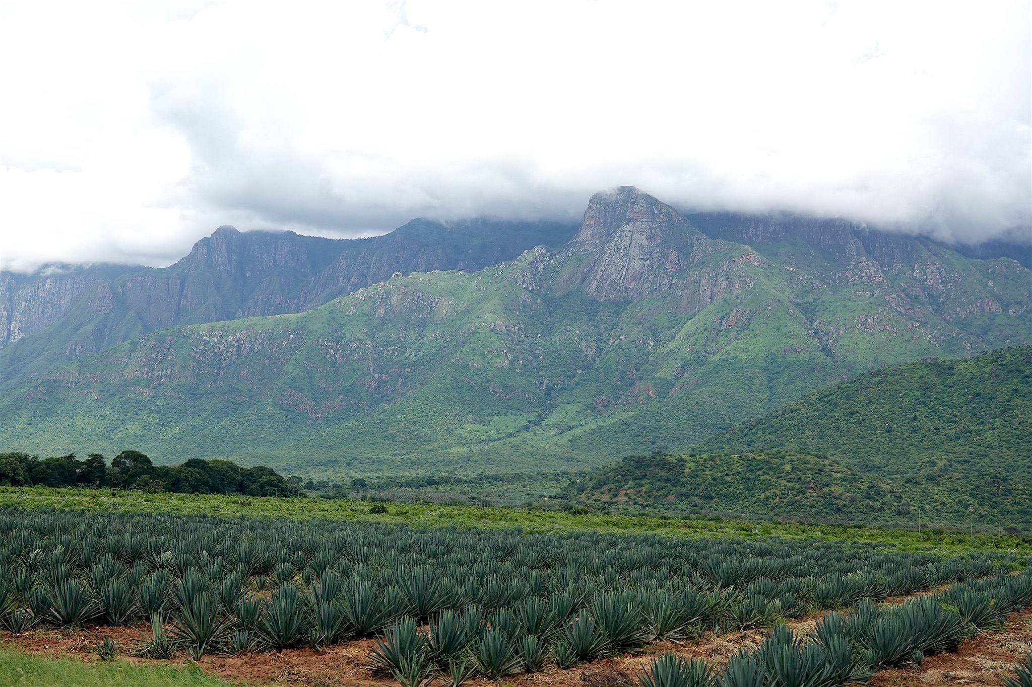 Usambara Highlands and Swahili Coast