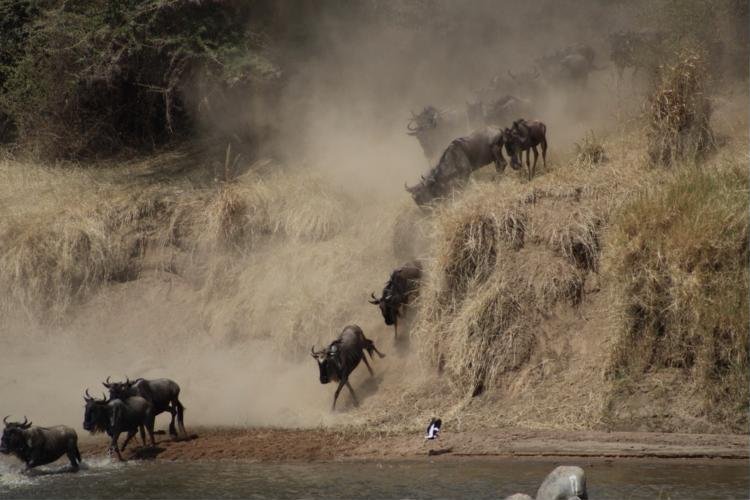 Mara River Crossings