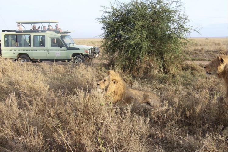 Classic Tanzania Safari