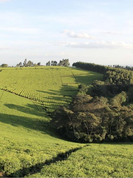 Kericho