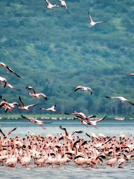 Lake Nakuru