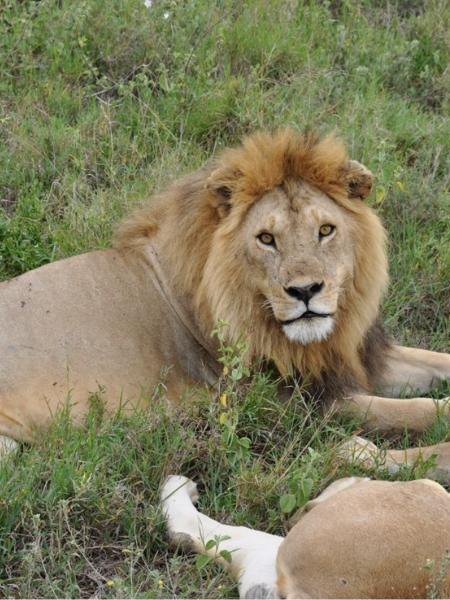 Ruaha