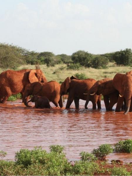 Tsavo East & West