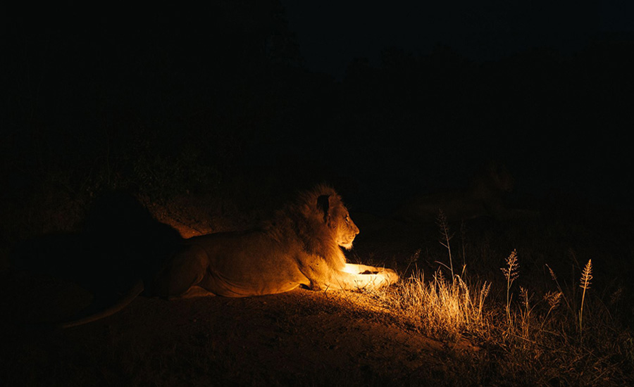 Night Game Drive in Tarangire National Park