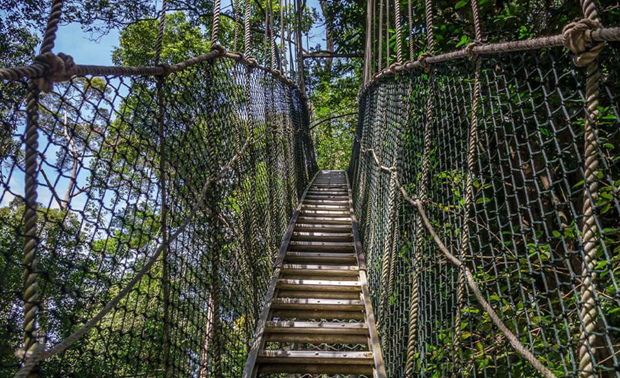 Treetop Walkway in Lake Manyara National Park